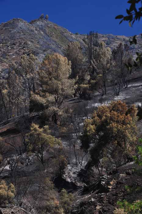 Yosemite fire Aug 2011